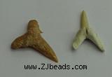 CGP541 15*25mm - 22*30mm shark teeth pendants wholesale